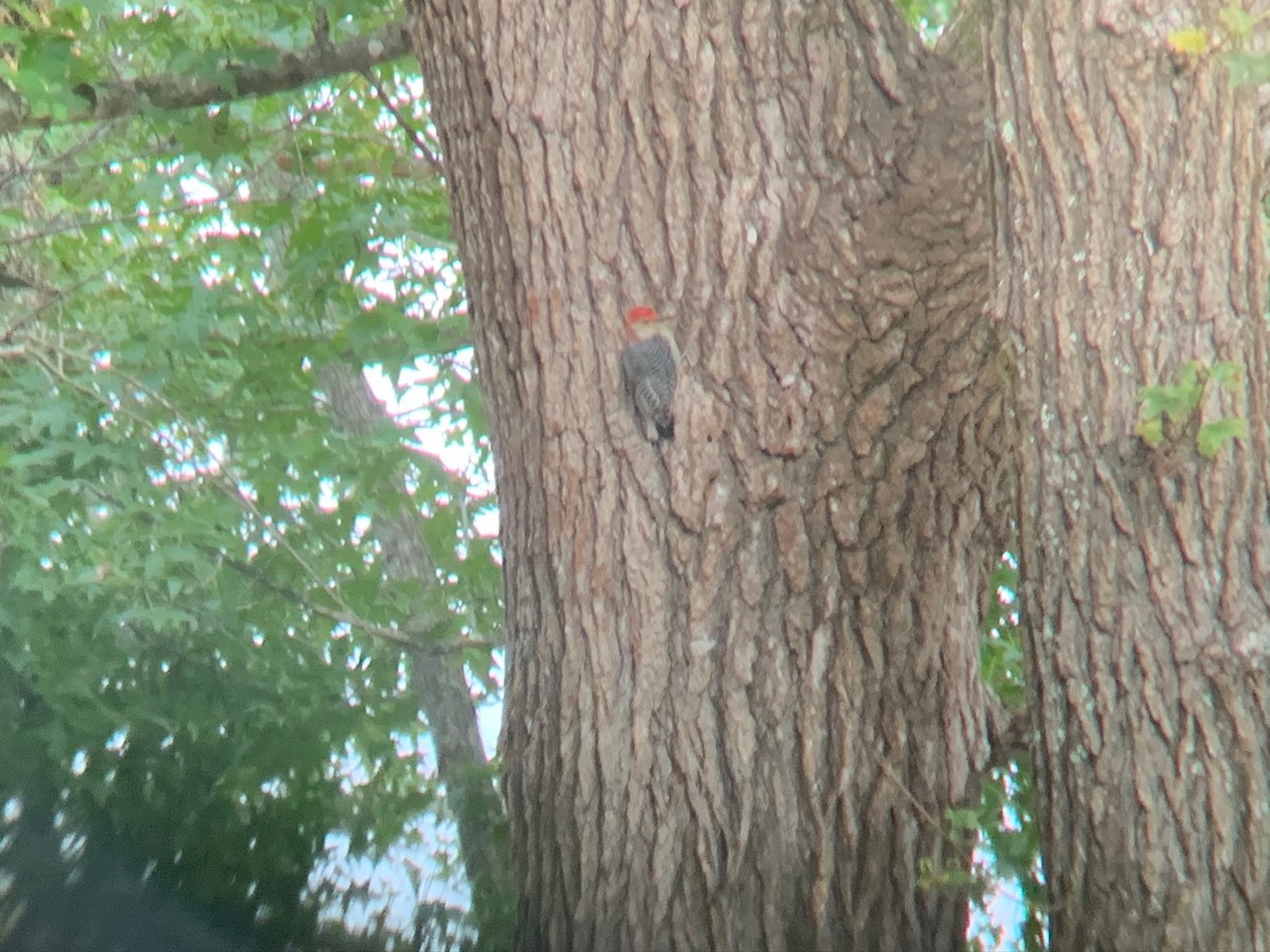 Red-bellied Woodpecker - ML266307671