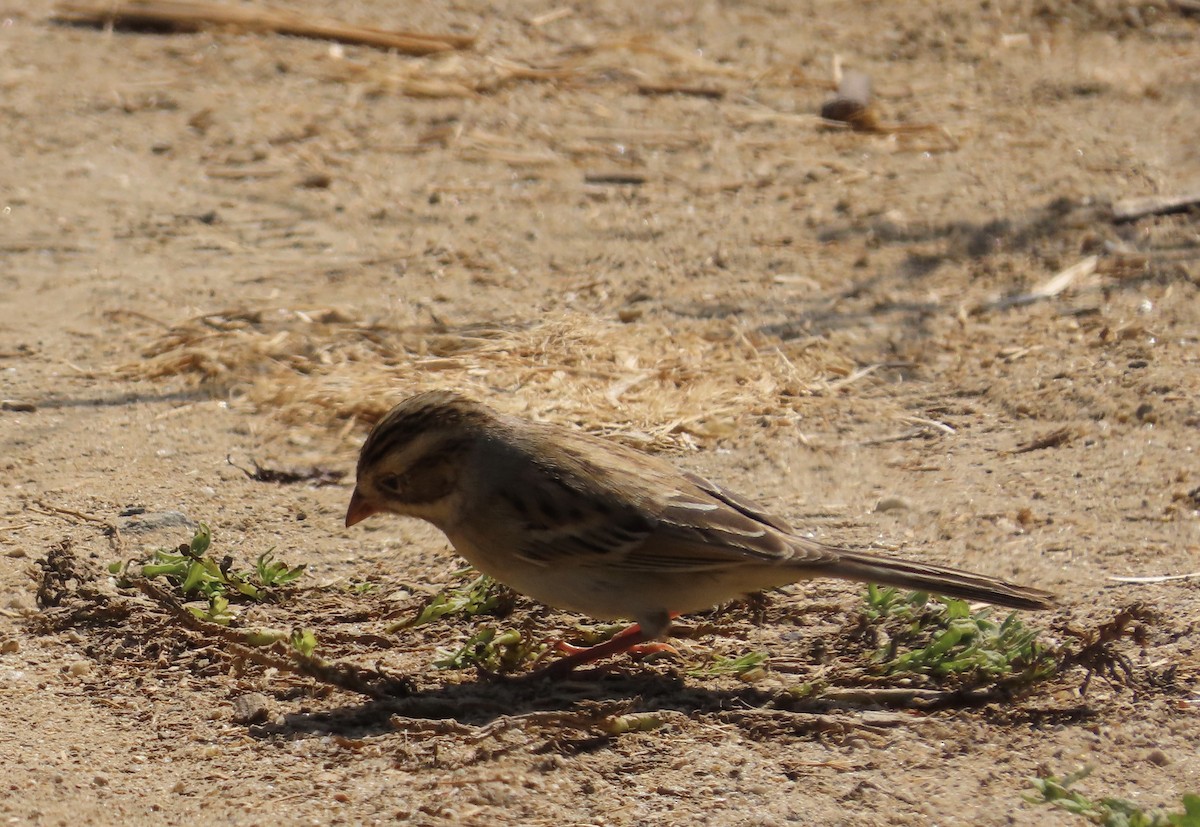 Clay-colored Sparrow - ML266313311