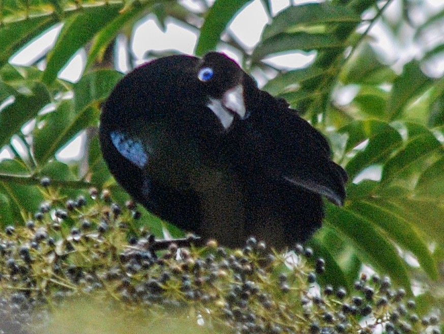 タンビカンザシフウチョウ Ebird