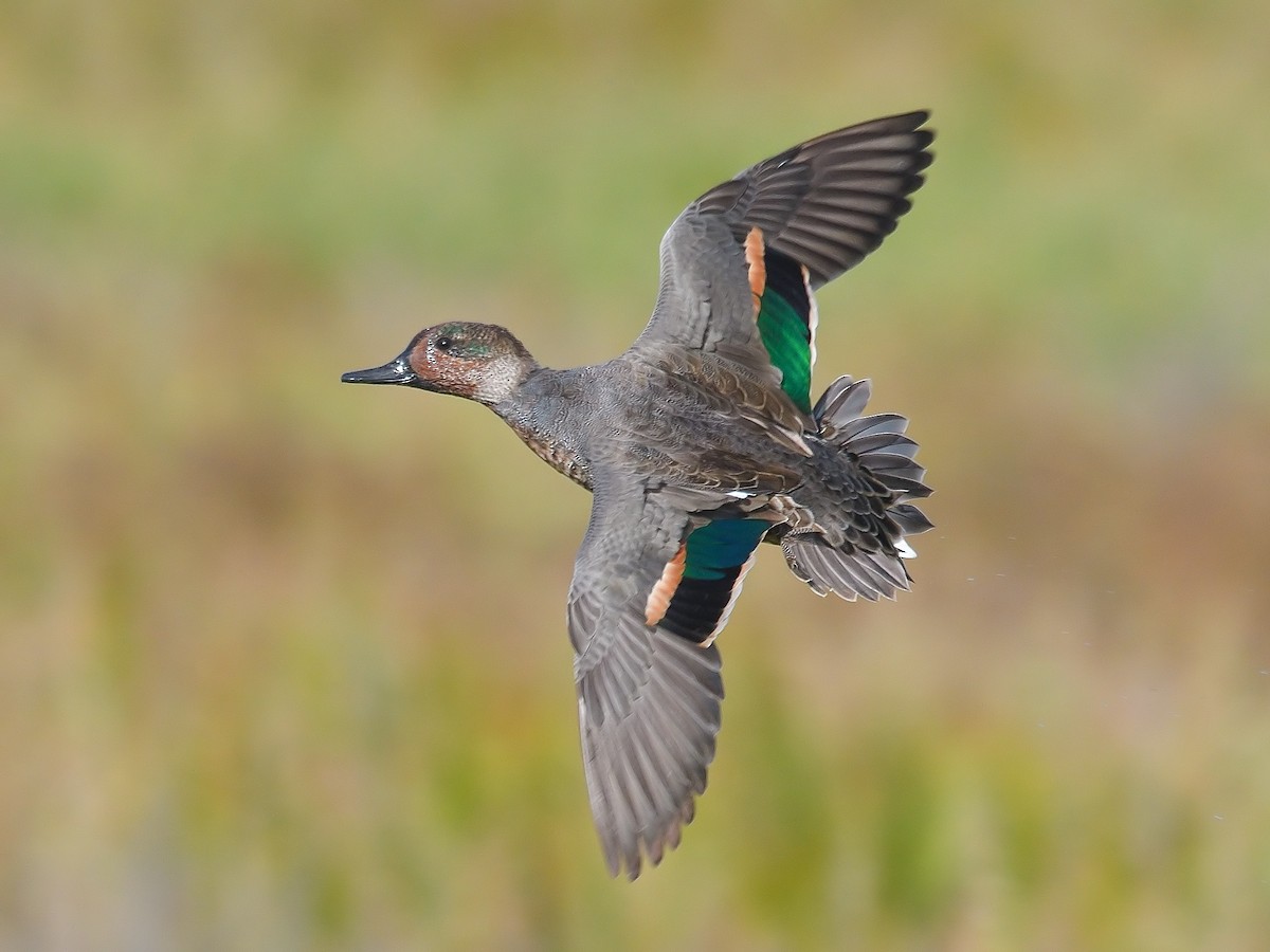 Green-winged Teal - Jerry Ting