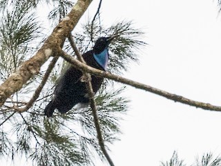 Growling Riflebird - eBird