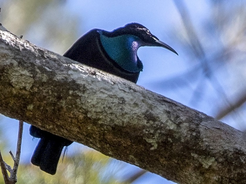 Growling Riflebird - eBird