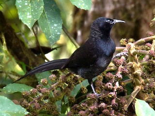 ヒガシオナガフウチョウ - eBird
