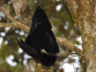 ヒガシオナガフウチョウ - eBird