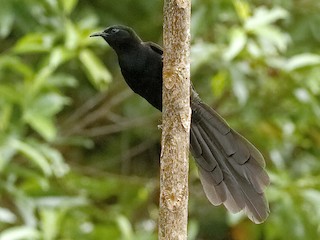 ヒガシオナガフウチョウ - eBird