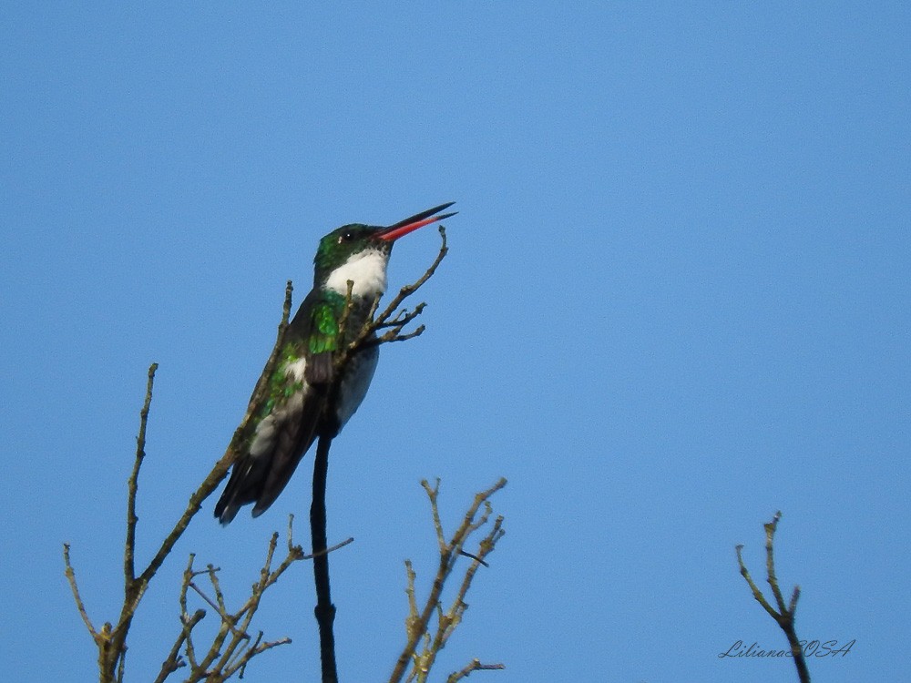 White-throated Hummingbird - Liliana Noemi Sosa