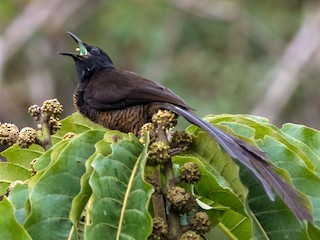 シロジクオナガフウチョウ - eBird