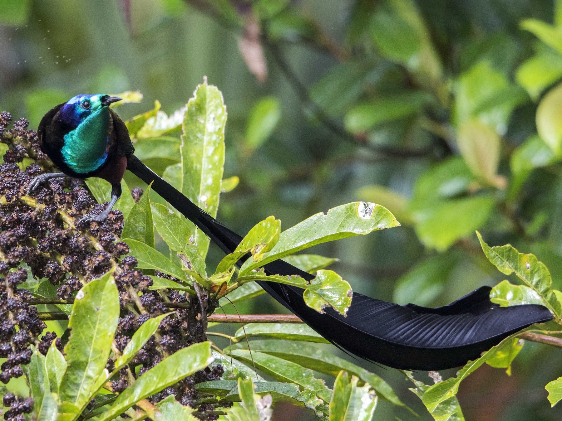 Stephanie's Astrapia - Bradley Hacker 🦜