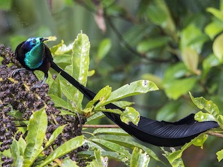 เพศผู้ - Bradley Hacker 🦜 - ML266327861