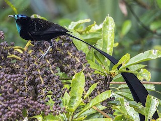 シロジクオナガフウチョウ - eBird