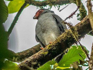  - Plumbeous Forest-Falcon