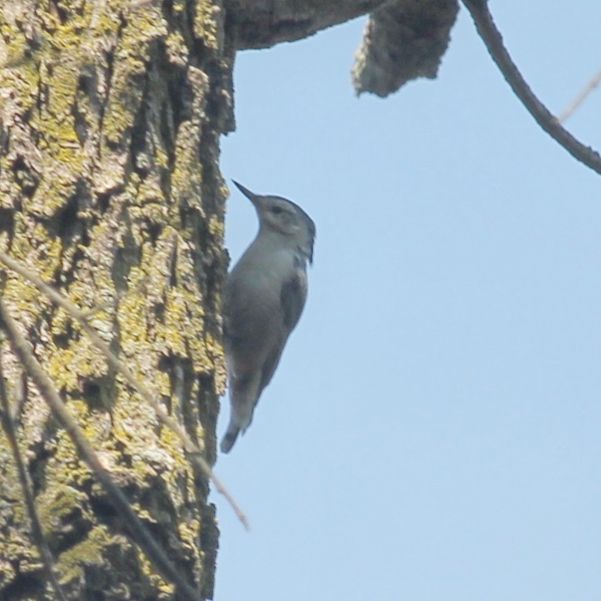 White-breasted Nuthatch - ML266344051
