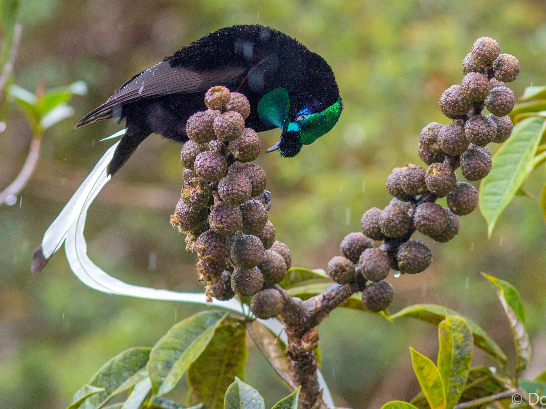 Ribbon-tailed Astrapia - Doug Gochfeld