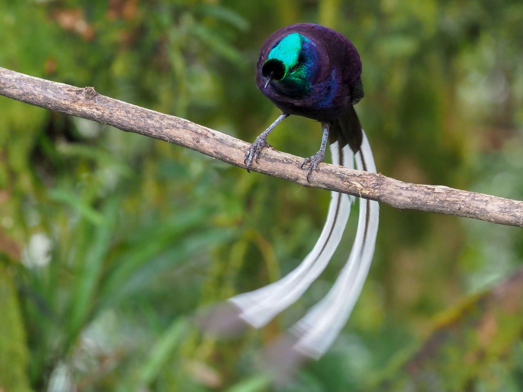 Ribbon-tailed Astrapia - Stephan Lorenz