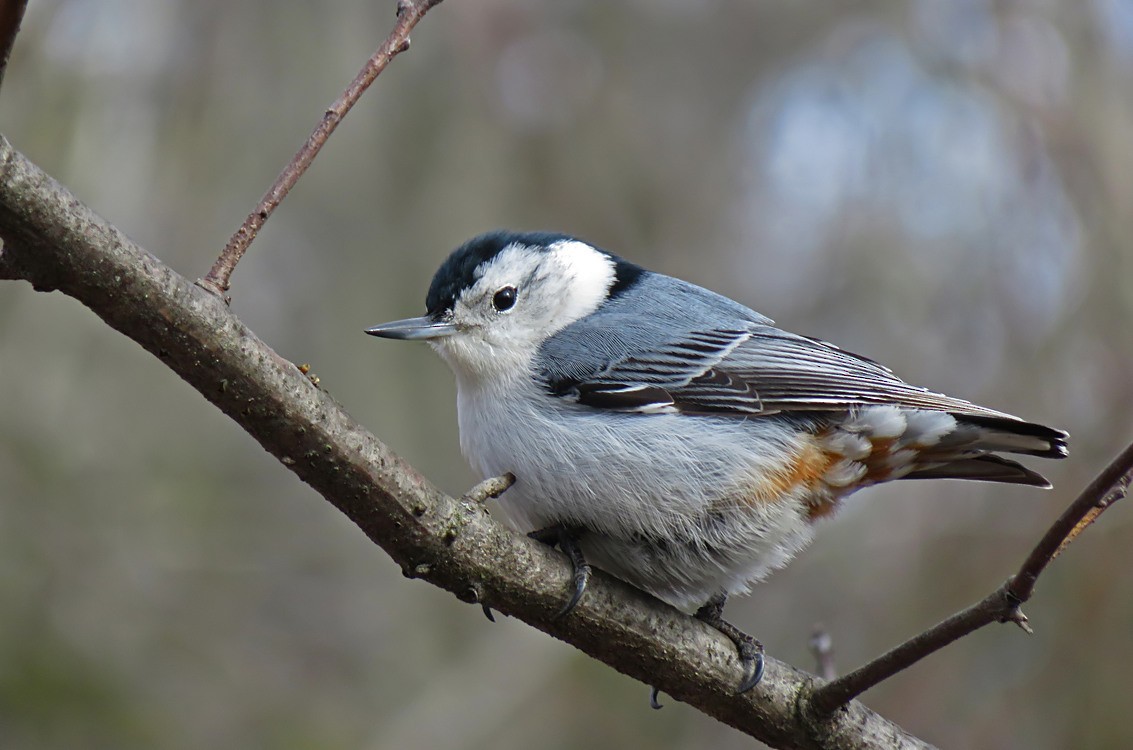 White-breasted Nuthatch - Denis Durocher