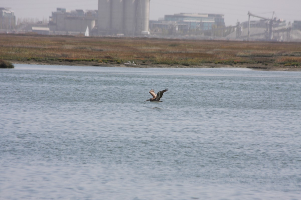 pelikán hnědý (ssp. californicus) - ML266354491