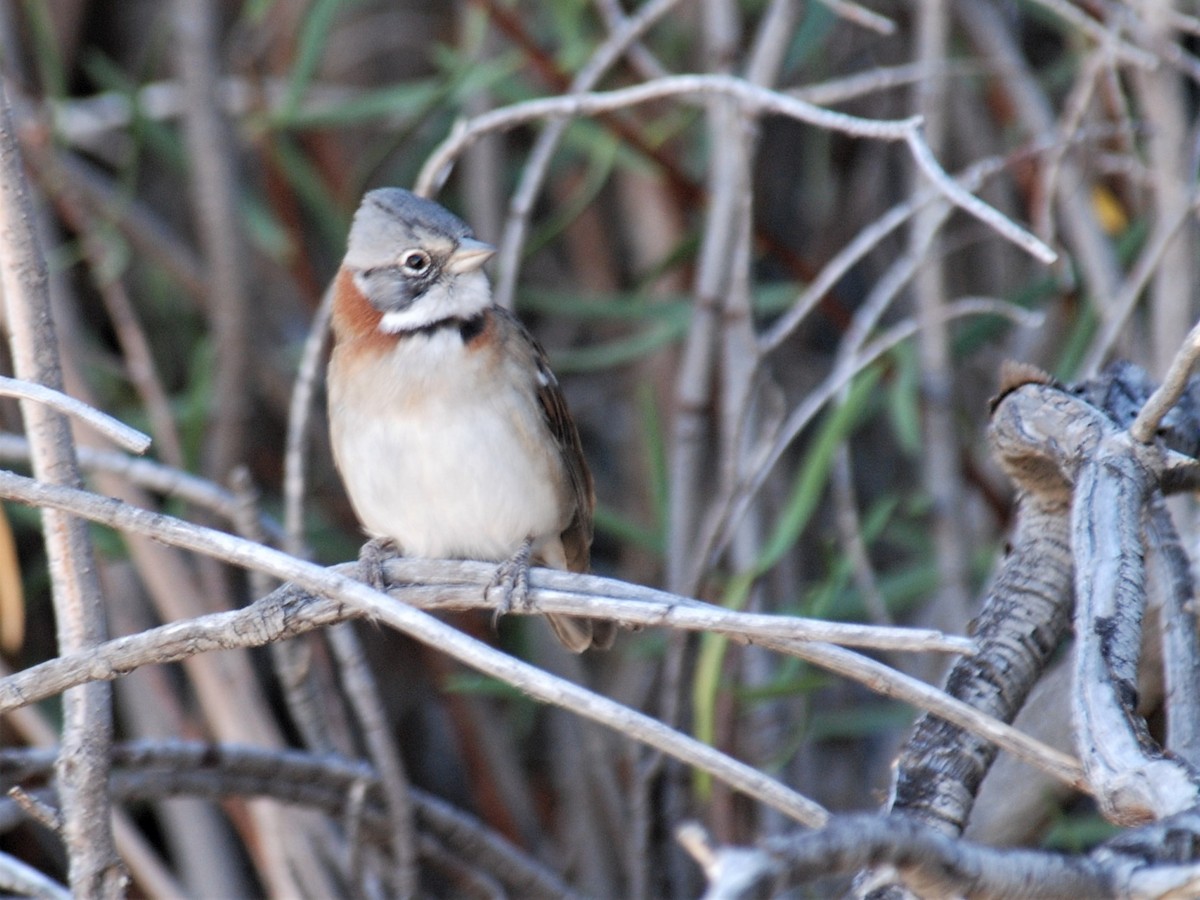 Rufous-collared Sparrow - ML266355241