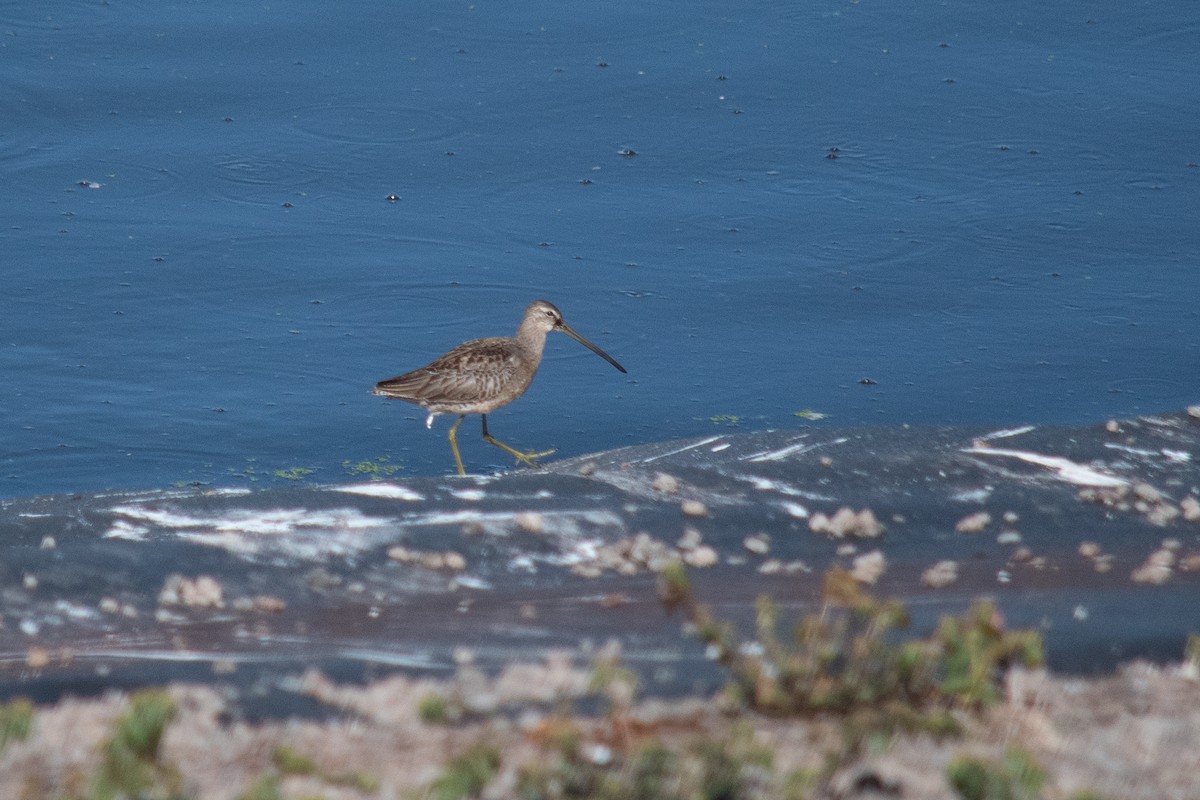 Long-billed Dowitcher - ML266357891
