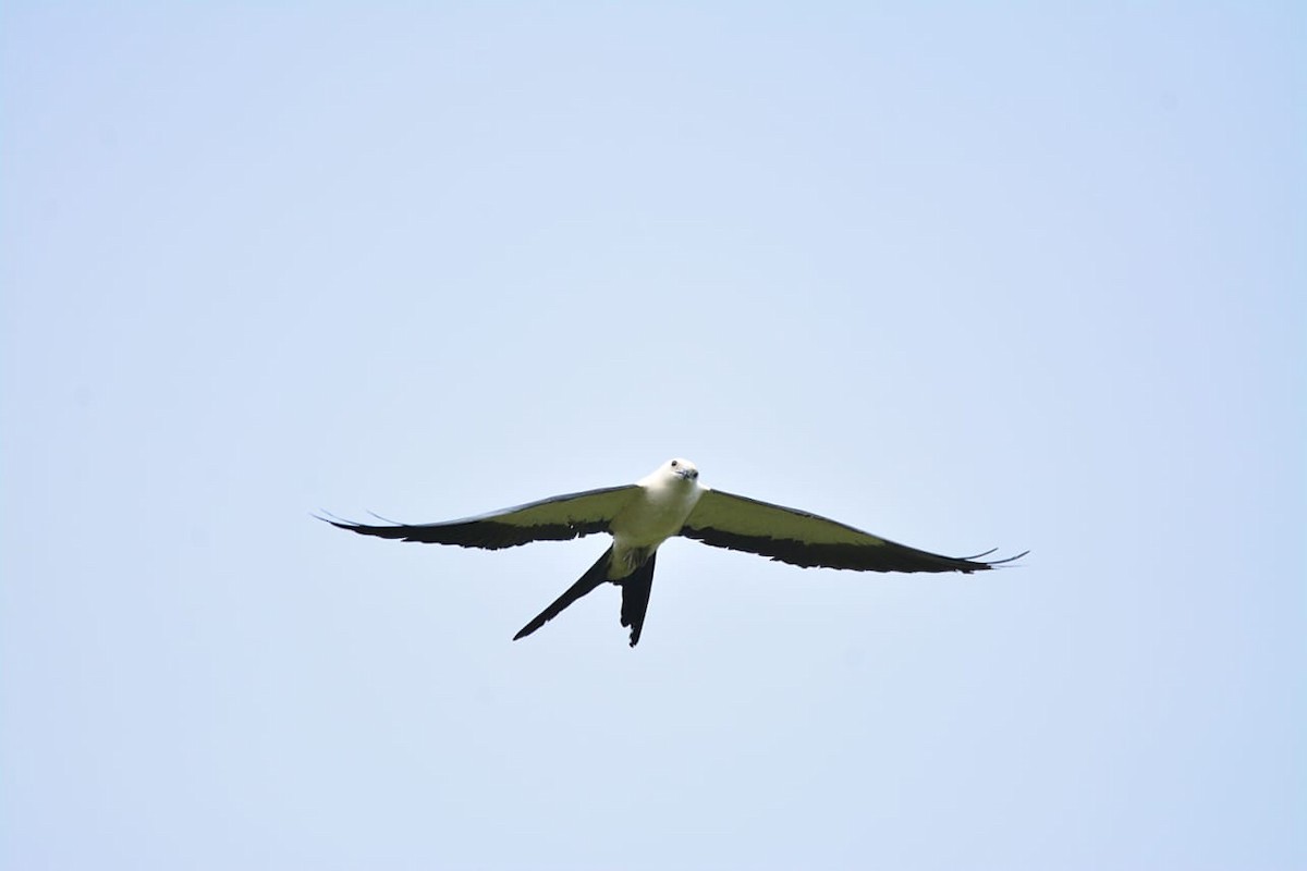 Swallow-tailed Kite - Dante Gabriel Moresco