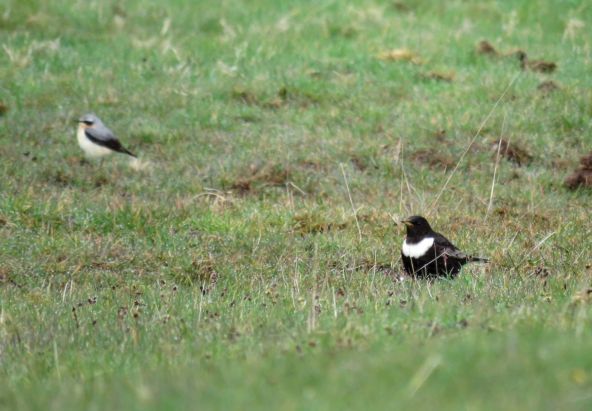 Ring Ouzel - Dave Read