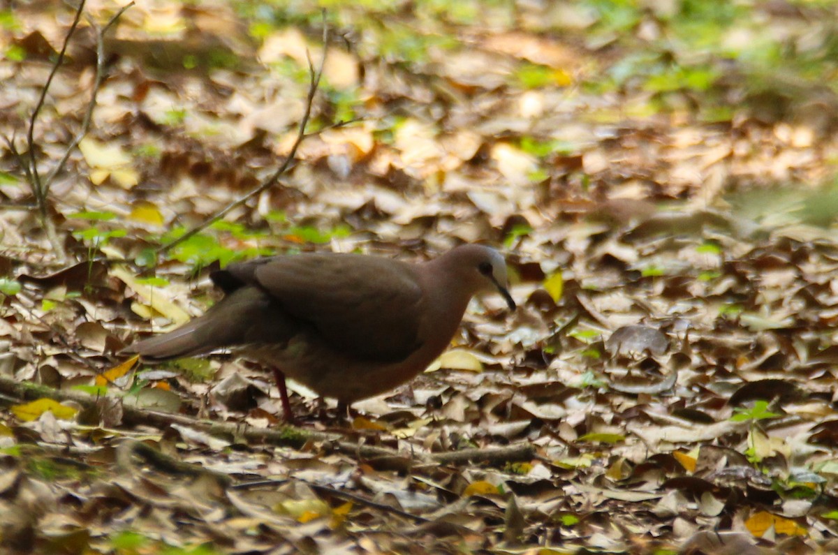 Gray-fronted Dove - ML266364731