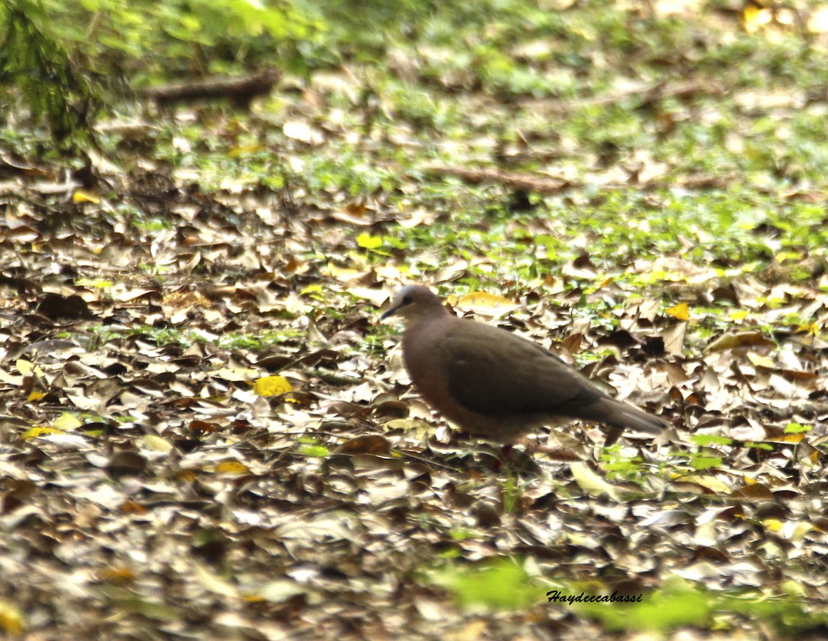 Gray-fronted Dove - ML266365501