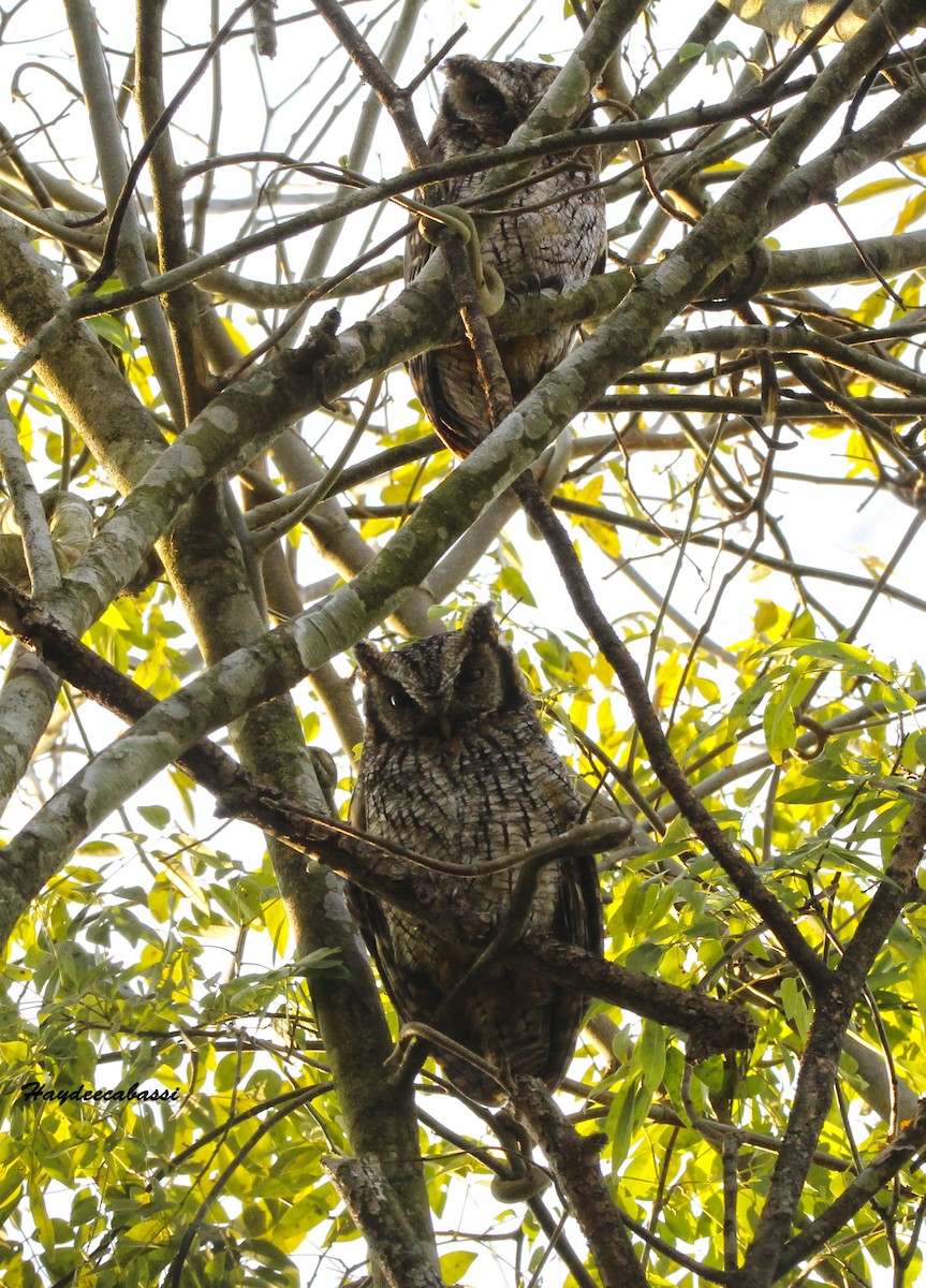 Tropical Screech-Owl - Haydee Cabassi