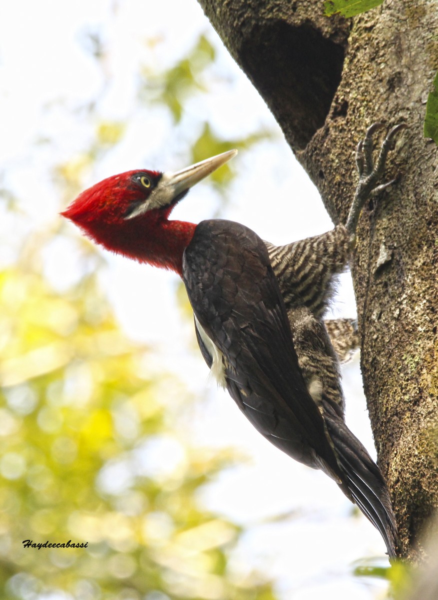 Robust Woodpecker - Haydee Cabassi