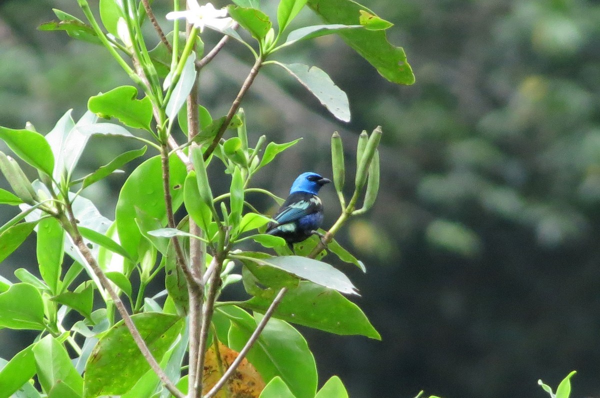 Blue-necked Tanager - Allen Lewis