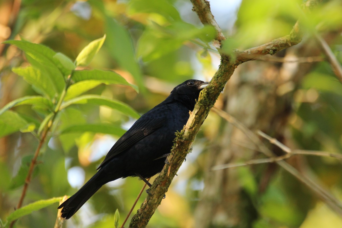 Ruby-crowned Tanager - ML266368491