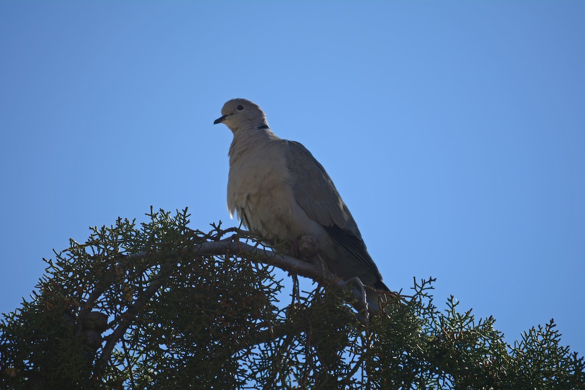 Eurasian Collared-Dove - Hal Robins