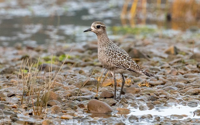 Juvenile American Golden-Plover. - American Golden-Plover - 