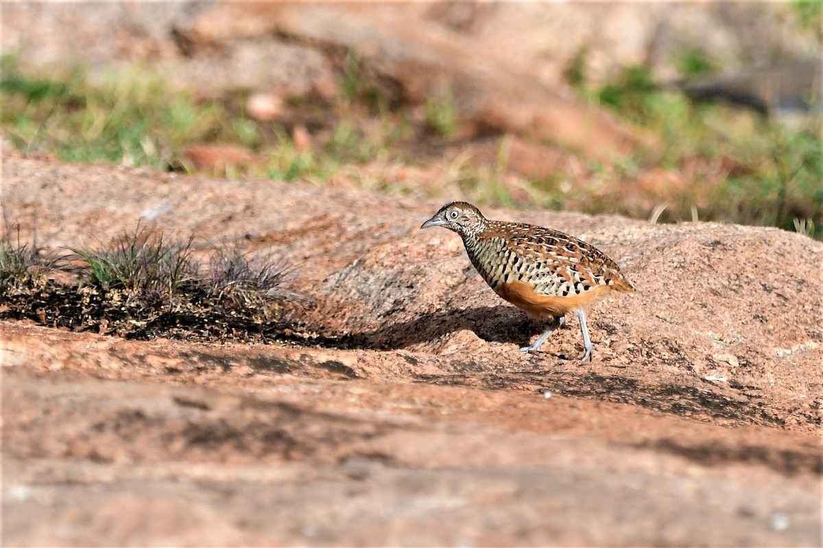 Barred Buttonquail - Anoop CR
