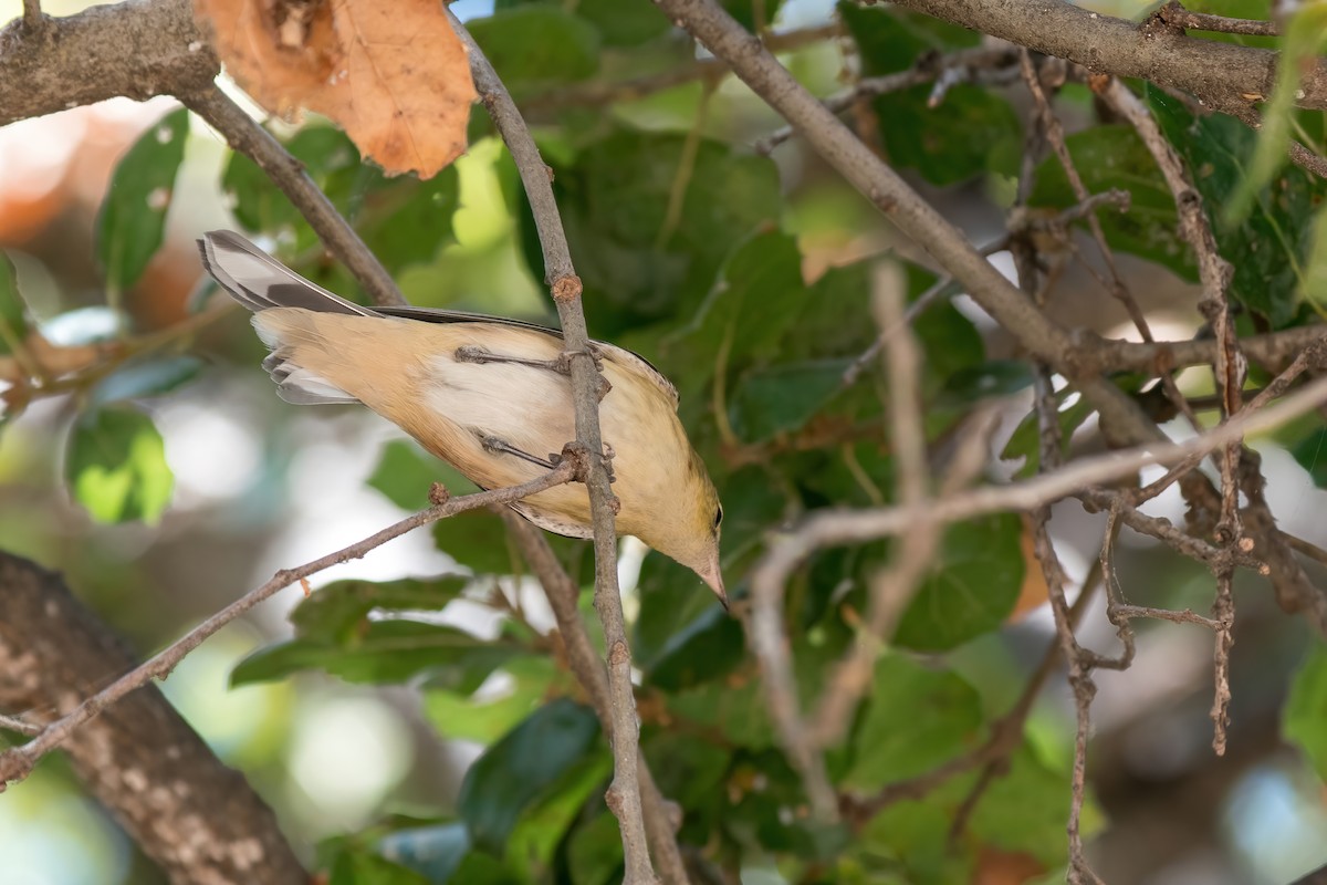 Bay-breasted Warbler - ML266384851