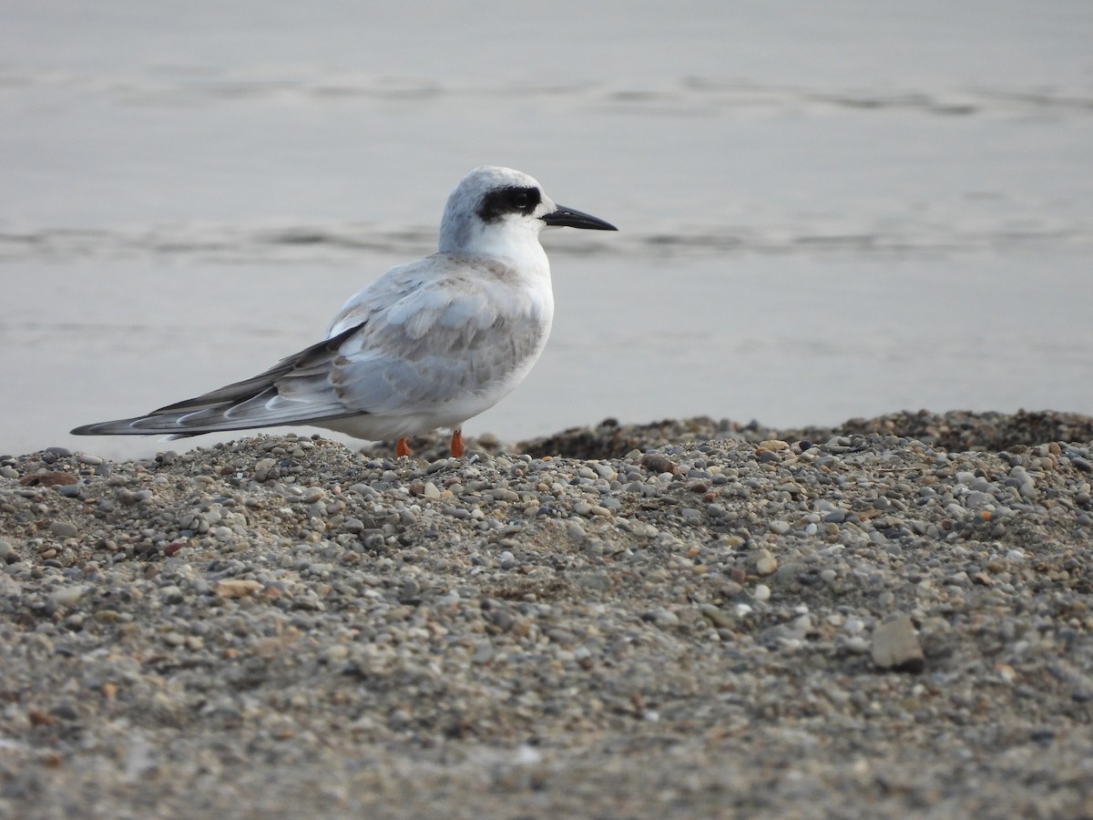 Forster's Tern - Fannie Courtier