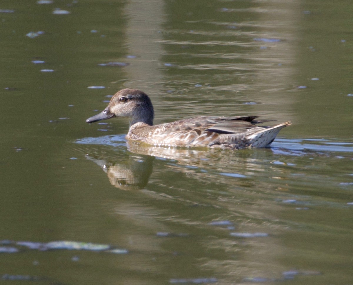 Green-winged Teal - ML266387241