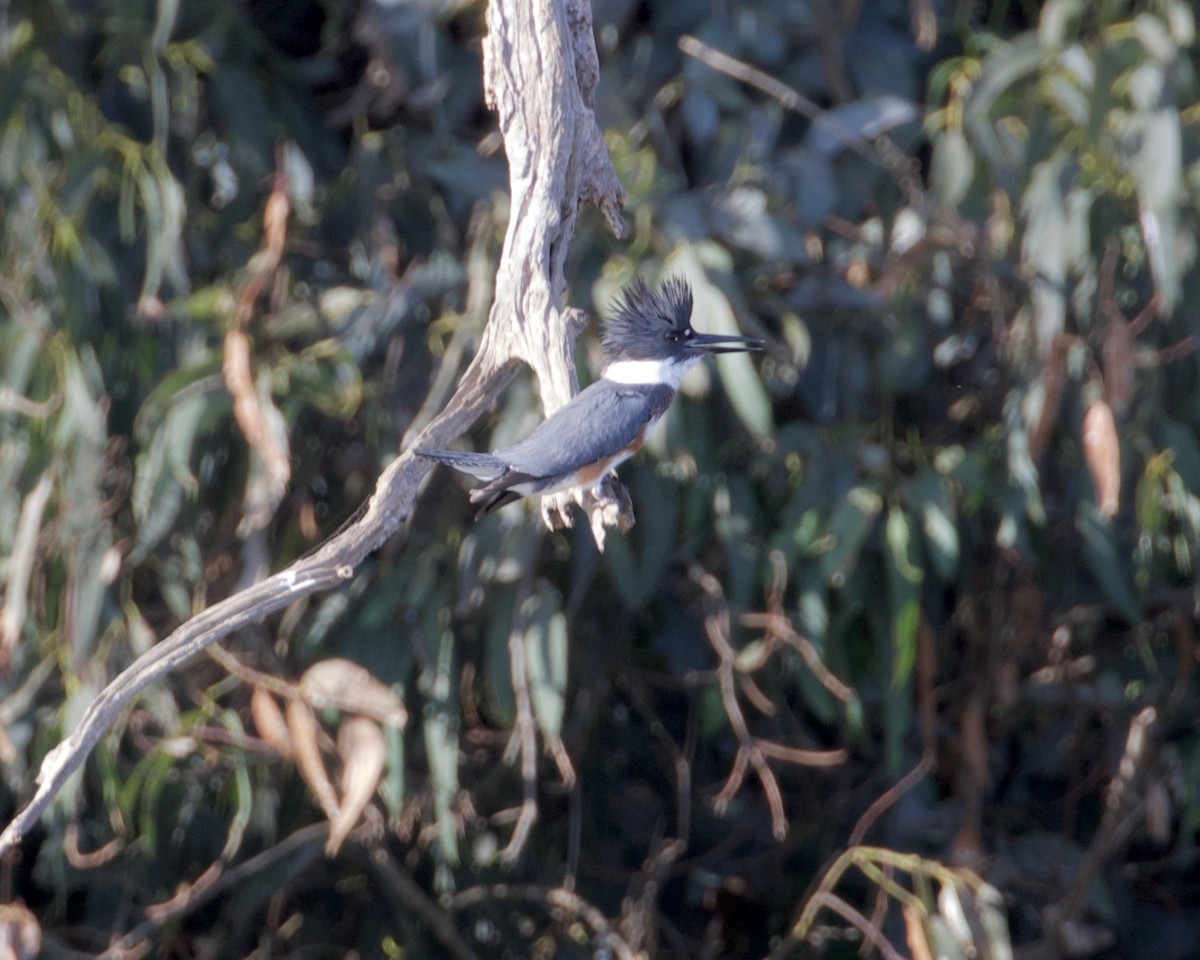 Belted Kingfisher - ML266387561