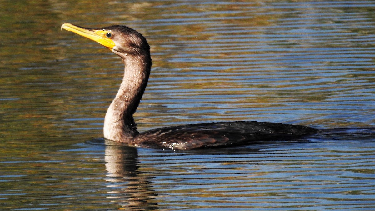 Double-crested Cormorant - Alan Green