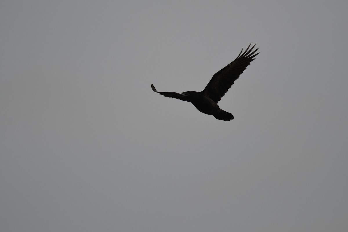 Common Raven - france dallaire