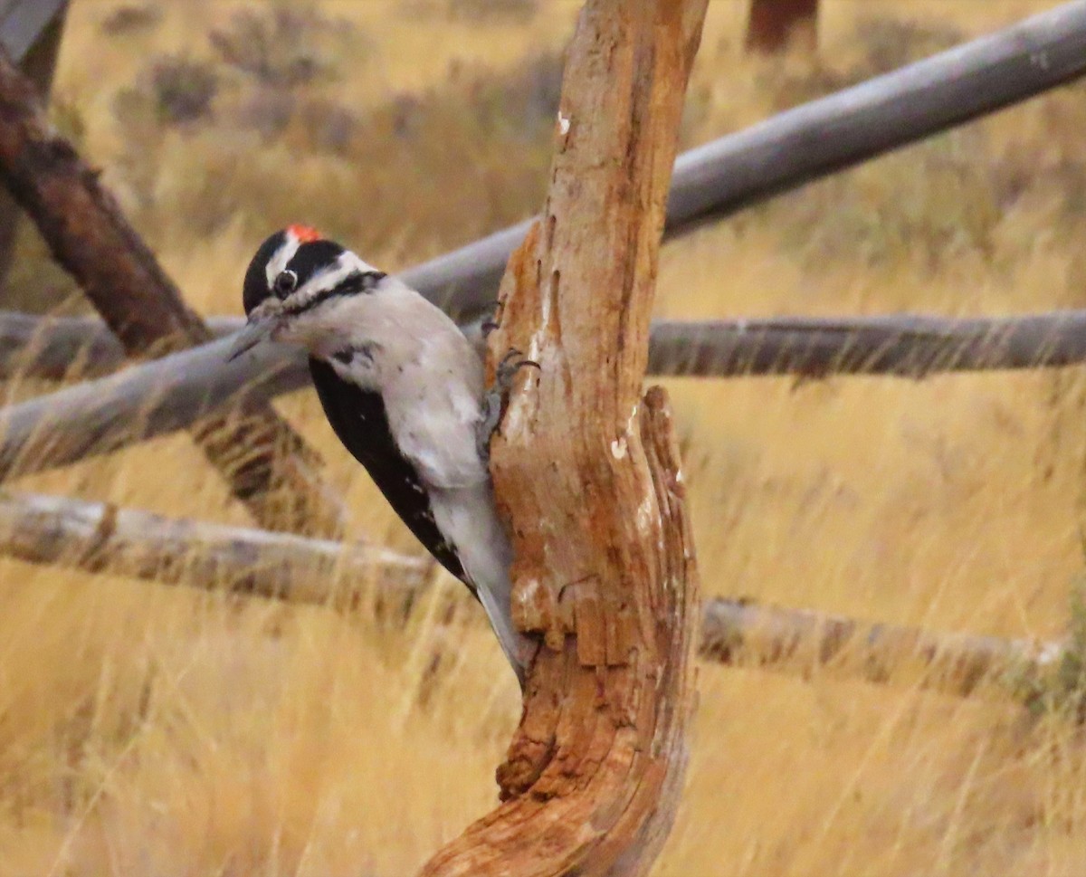 Hairy Woodpecker - Andrew Rivinus