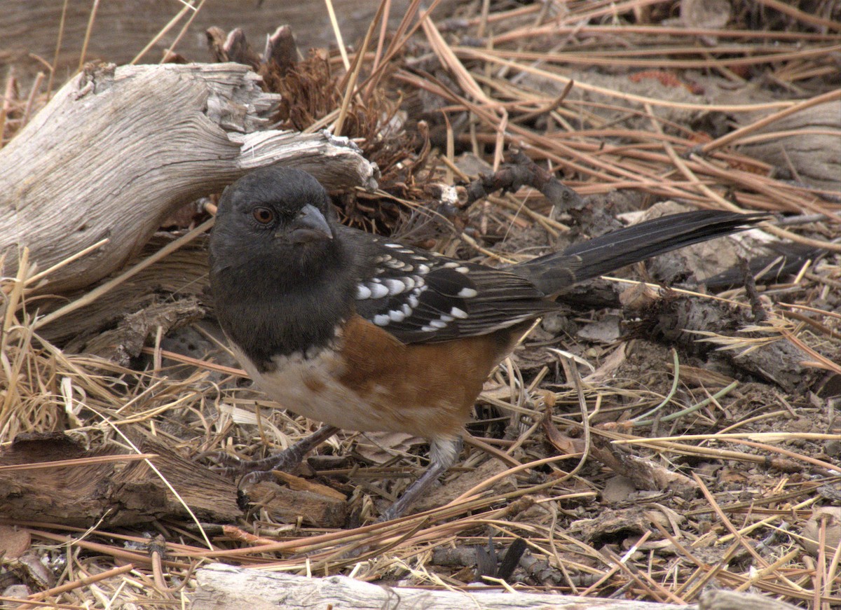 Spotted Towhee - ML266397911