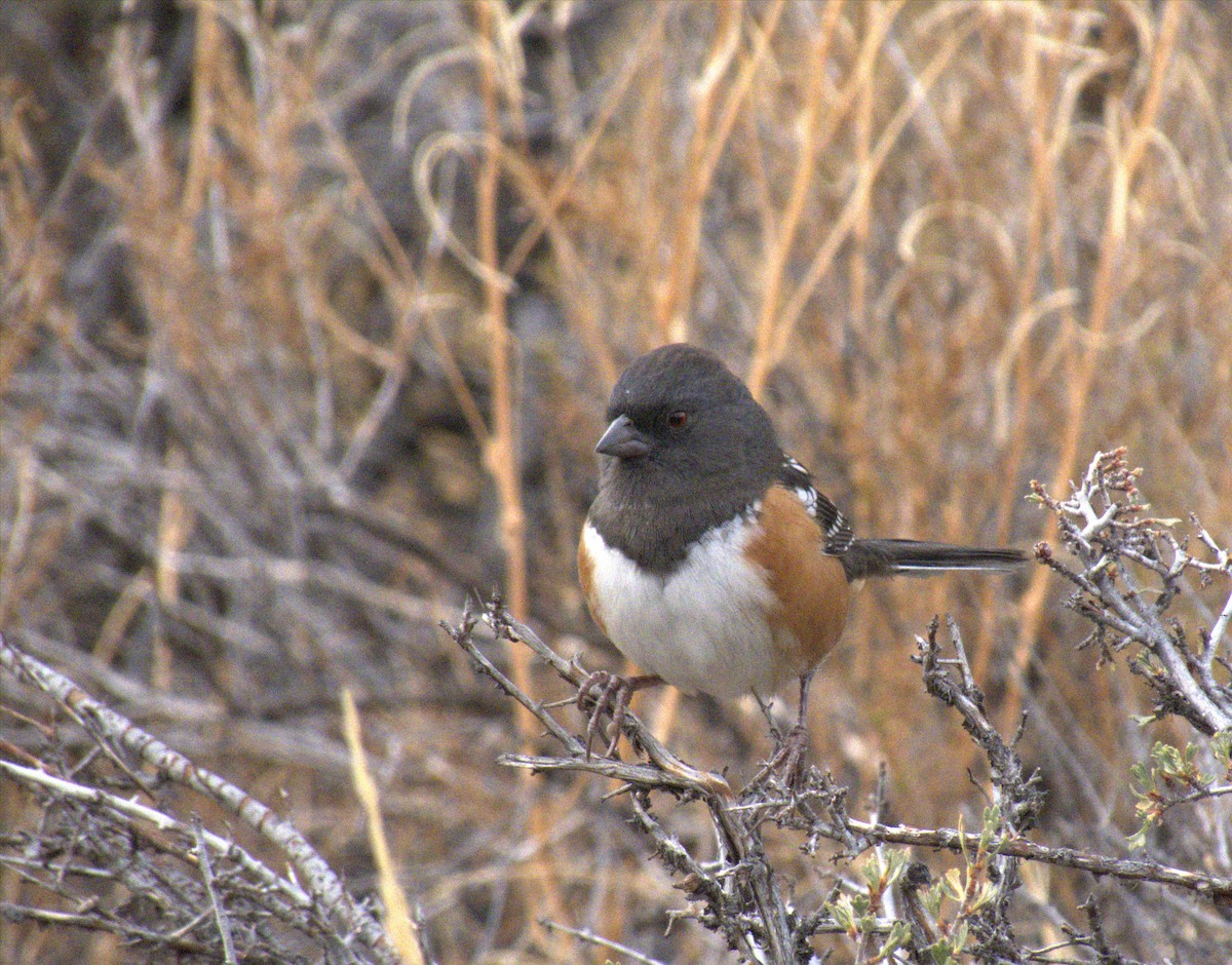 Spotted Towhee - Andrew Rivinus