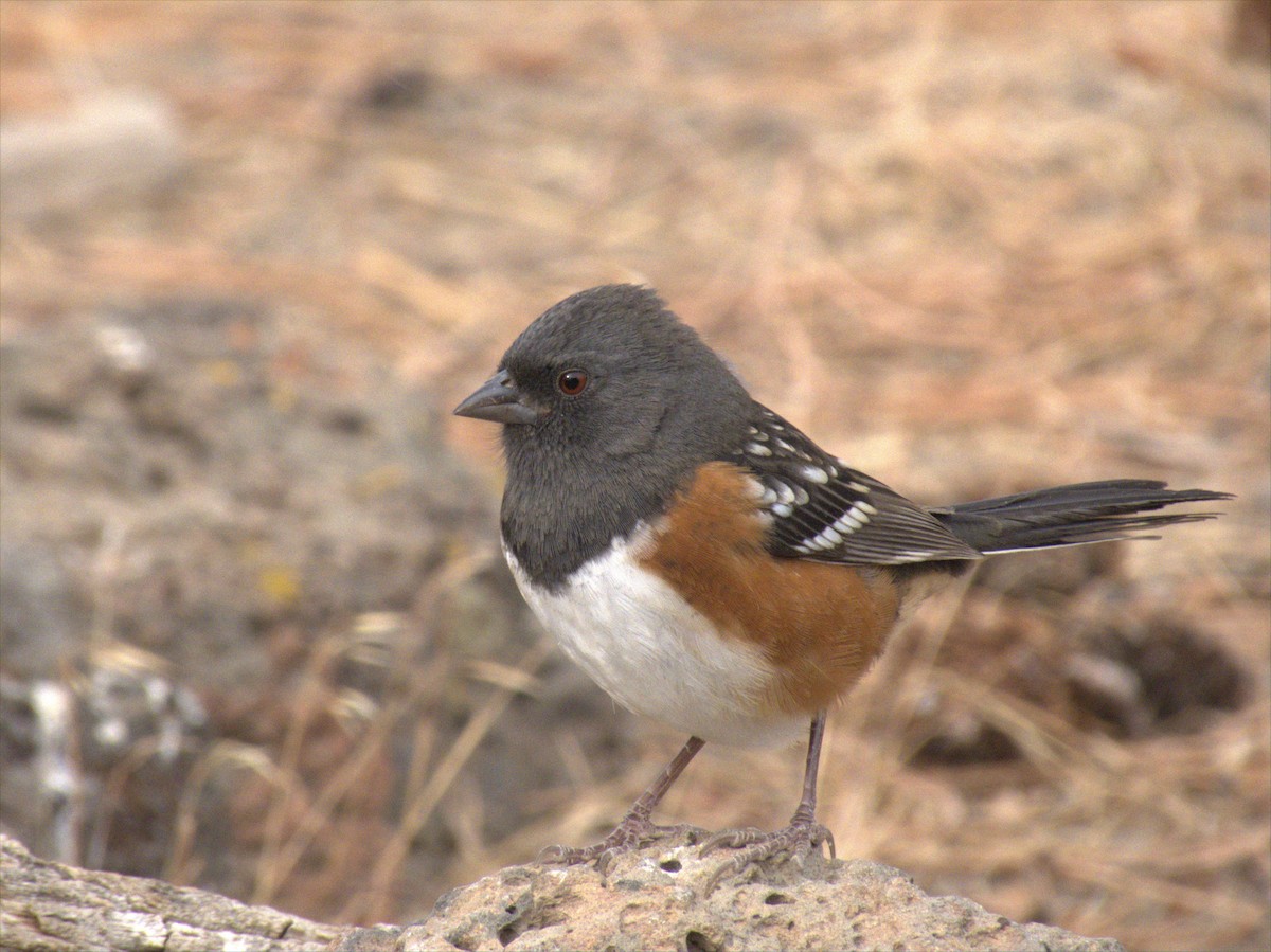 Spotted Towhee - ML266397961