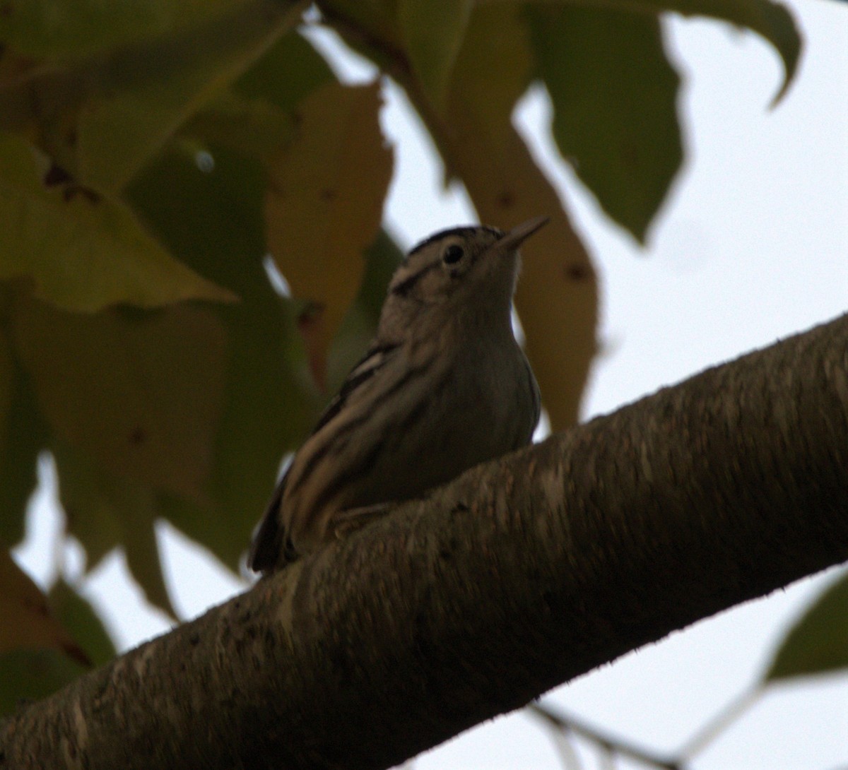 Black-and-white Warbler - ML266406191