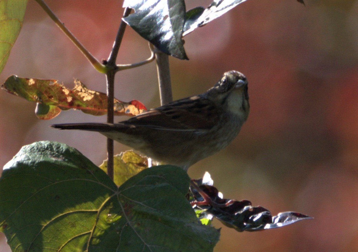Swamp Sparrow - ML266409301