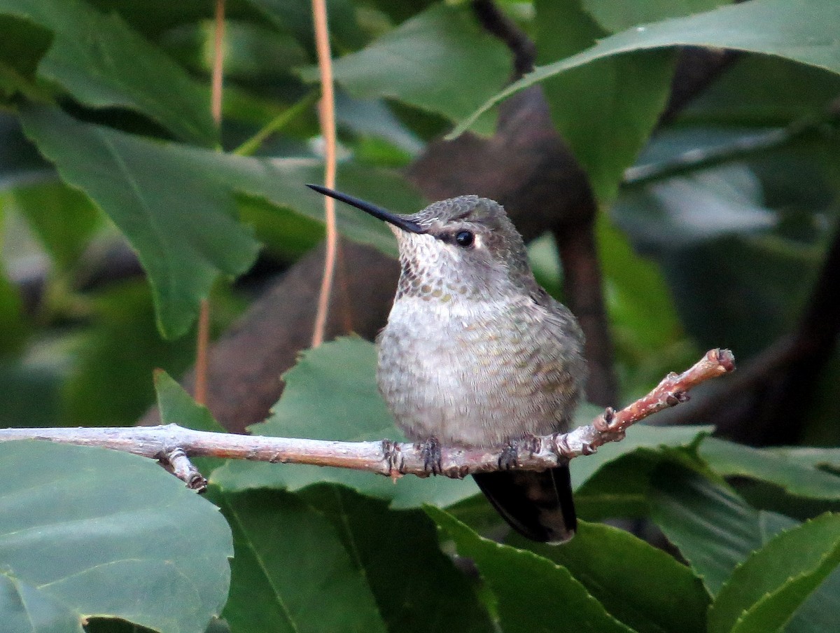 Anna's Hummingbird - Asher  Warkentin
