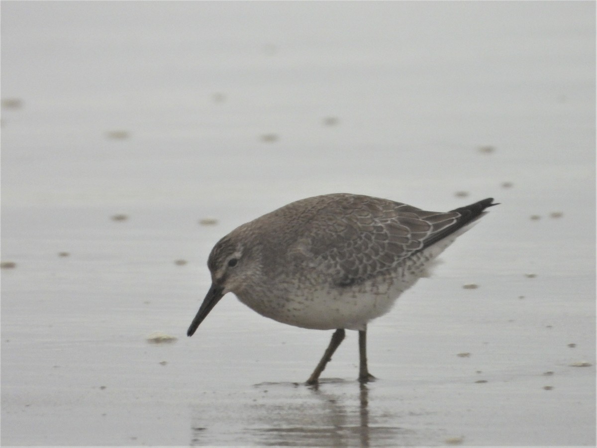 Red Knot - ML266411281