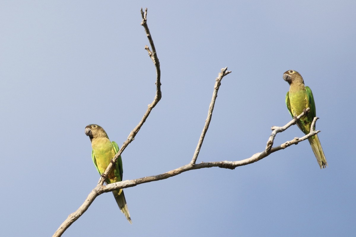 Brown-throated Parakeet - ML266413451