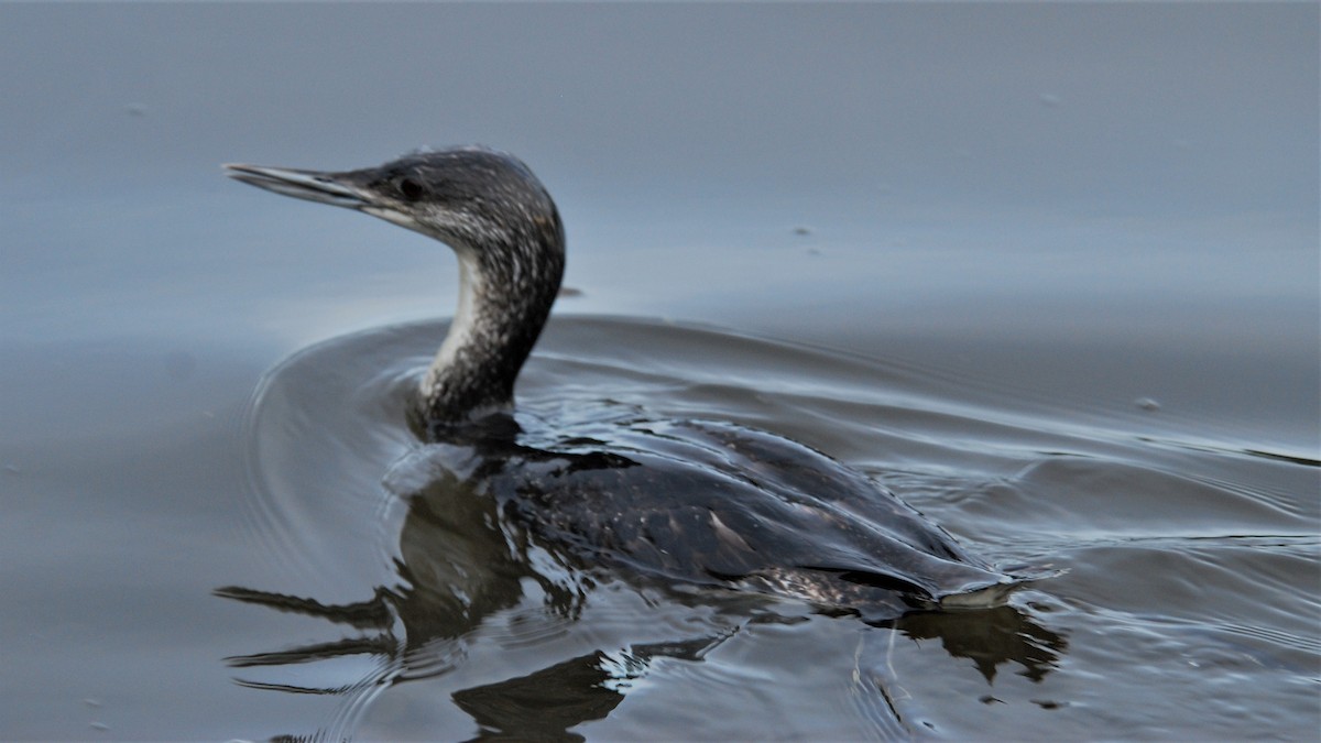 Red-throated Loon - Michael I Christie