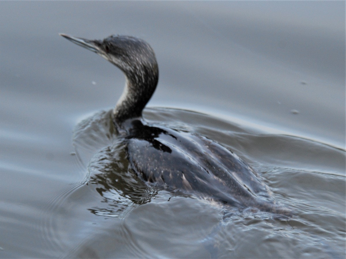 Red-throated Loon - ML266414991